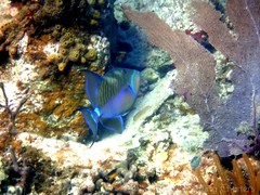 Balistes vetula