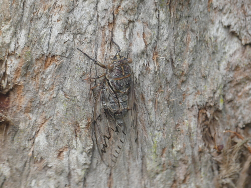 Photo of Razor Grinder (Henicopsaltria eydouxii)