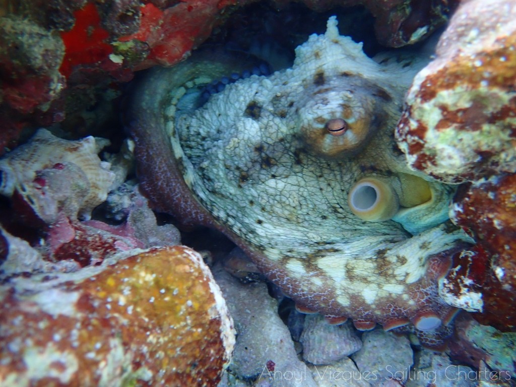 Brazil reef octopus