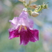 Desert Willow - Photo (c) Melody McClure, some rights reserved (CC BY-NC)