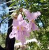 Desert Willow - Photo (c) gailhampshire, some rights reserved (CC BY)