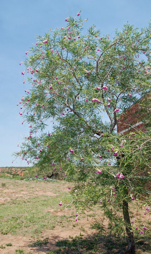 desert willow