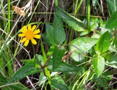 Acmella oppositifolia