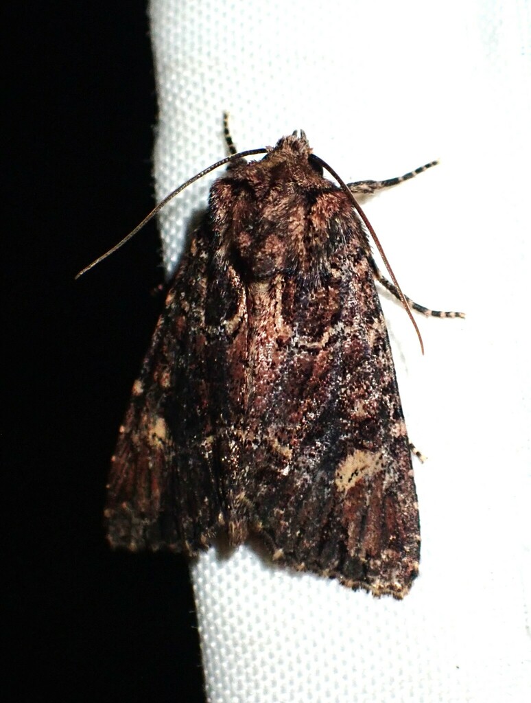 Rusty Shoulder Knot Moth