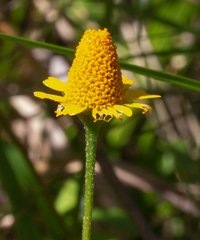 Acmella oppositifolia