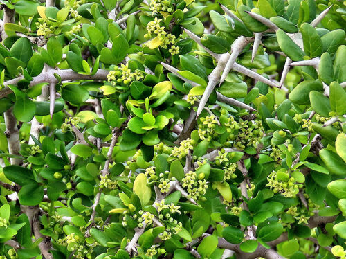 Coastal Turkeyberry