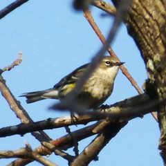 Setophaga coronata