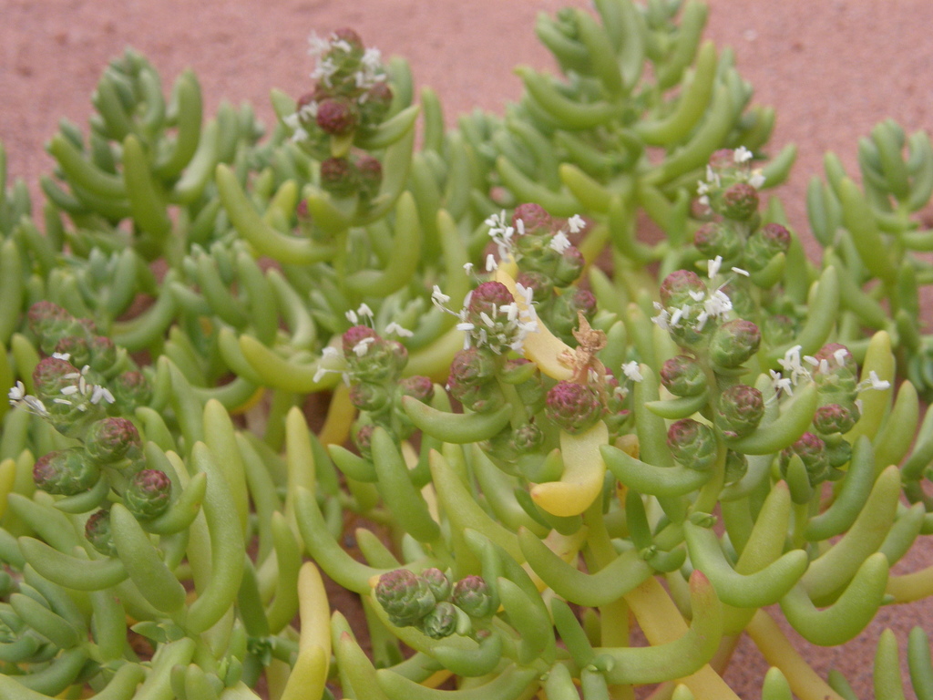 Halophytum