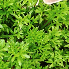 Soliva sessilis