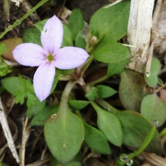 Houstonia pusilla