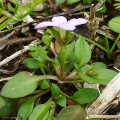 Houstonia pusilla