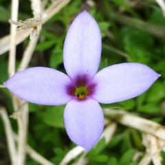 Houstonia pusilla