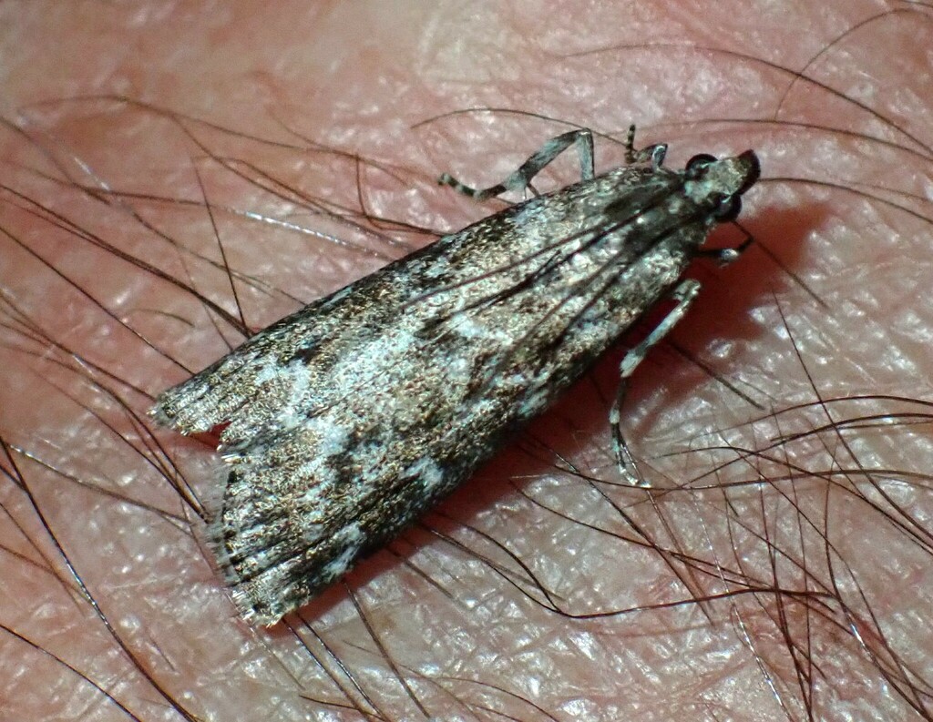 Spruce Coneworm Moth