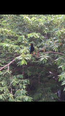 Cyanocorax yucatanicus