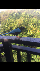 Cyanocorax yucatanicus