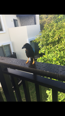 Cyanocorax yucatanicus