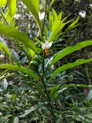 Solanum pseudocapsicum