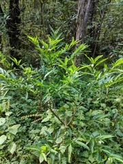 Solanum pseudocapsicum