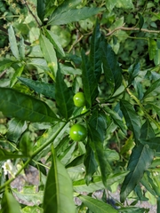 Solanum pseudocapsicum