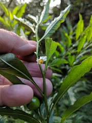 Solanum pseudocapsicum