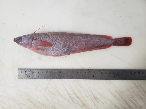 Arctique threebeard rockling (Gaidropsarus ensis) — Lotidae — 5