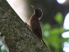 Dendrocincla fuliginosa