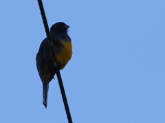 Trogon violaceus