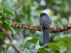 Trogon violaceus