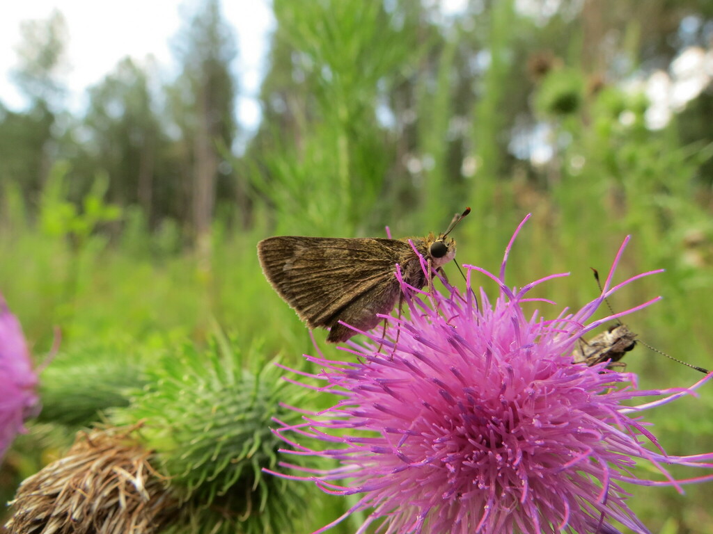 Whirlabout from Rockdale County, GA, USA on July 12, 2012 at 0451 PM