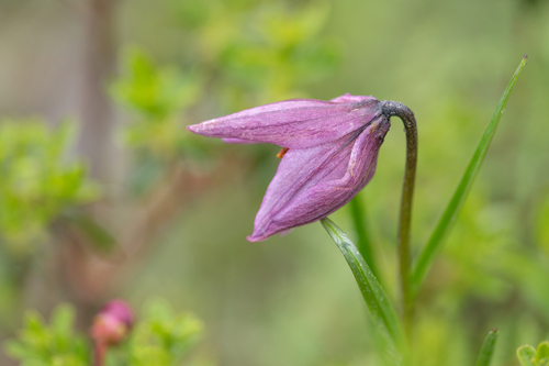 Lilium nanum, photograph 4