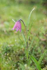 Lilium nanum, photograph (c) Morten Ross, some rights reserved (CC BY)