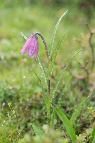 Lilium nanum, photograph 5