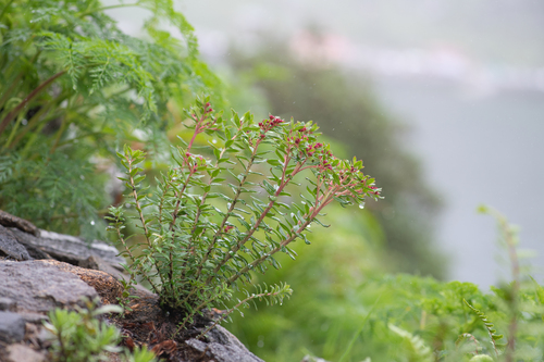 Rhodiola himalensis, photograph 6
