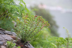 Rhodiola himalensis, photograph (c) Morten Ross, some rights reserved (CC BY)