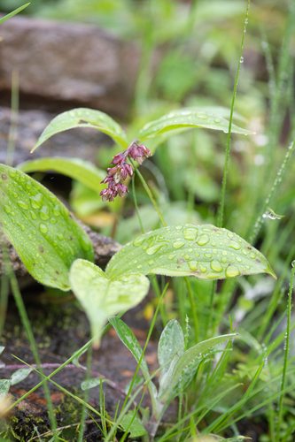 Maianthemum purpureum