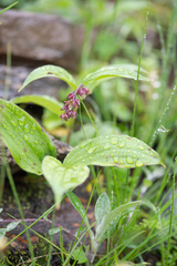 Maianthemum purpureum