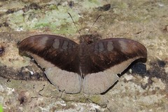 Tanaecia