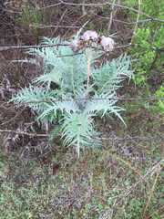 Cynara cardunculus cardunculus