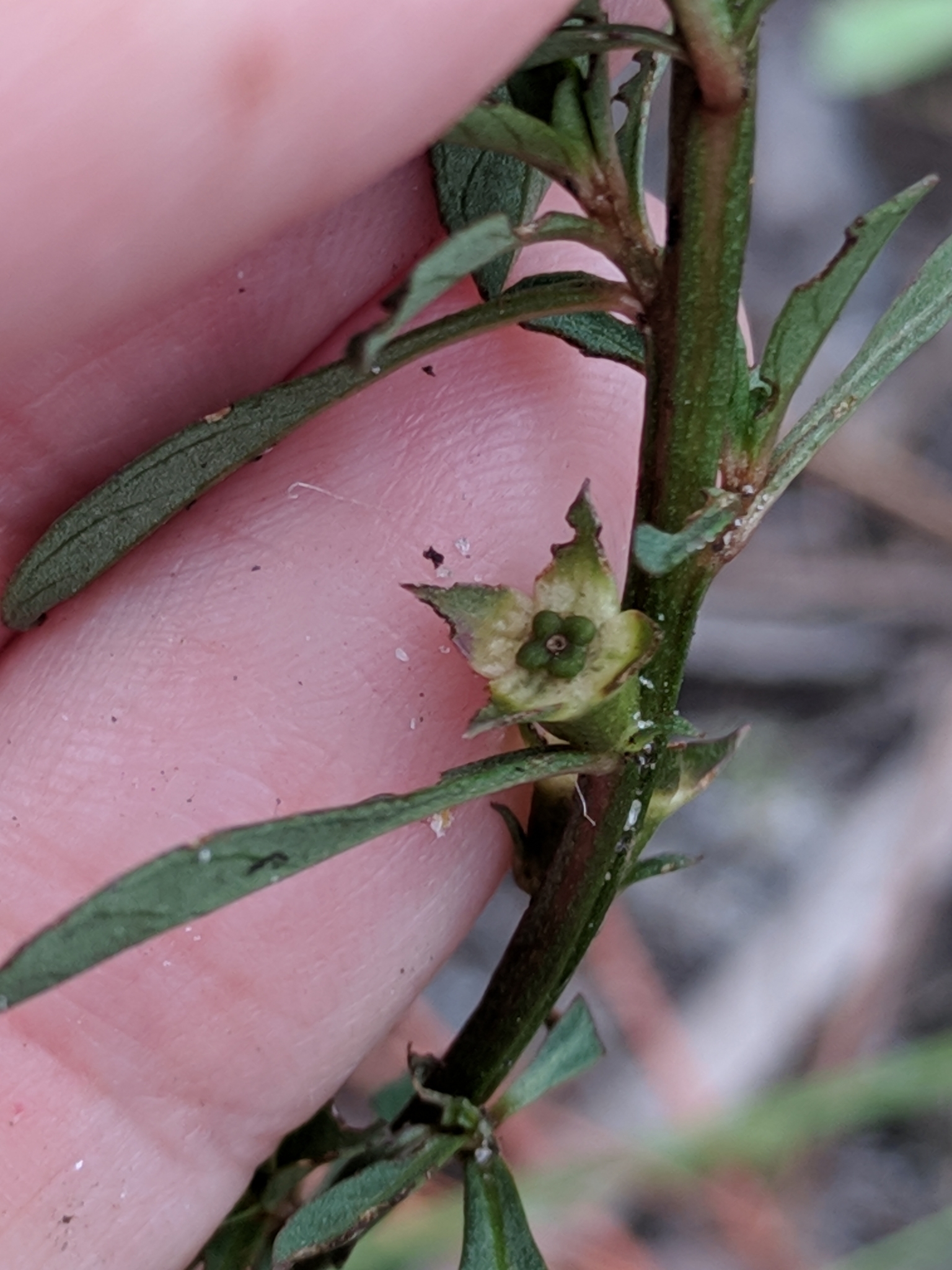 Ludwigia curtissii