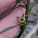 Ludwigia curtissii - Photo (c) Alison Northup, algunos derechos reservados (CC BY), subido por Alison Northup