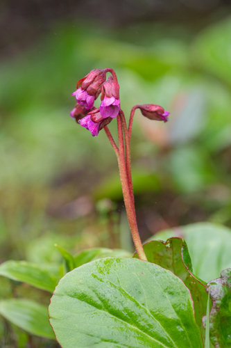 Purple bergenia (Bergenia purpurascens)