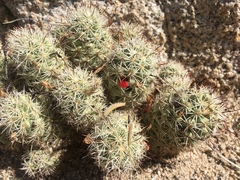 Mammillaria schumannii