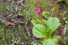 Bergenia purpurascens