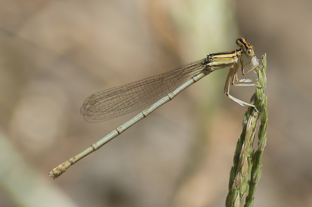 Platycnemis