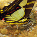 Orange Kite-Swallowtail - Photo (c) Phil Kahler, some rights reserved (CC BY-NC), uploaded by Phil Kahler
