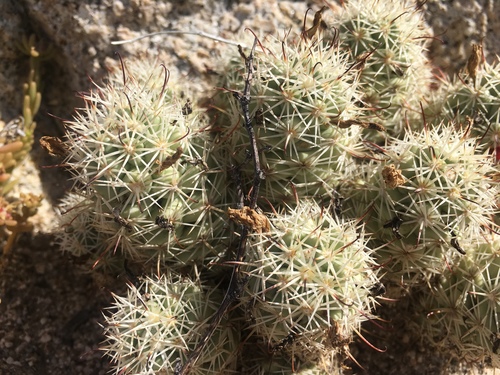 Schummann's Nipple Cactus