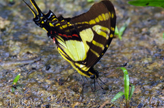Neographium thyastes