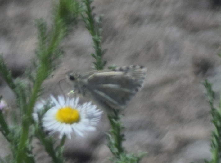 Desert Checkered-Skipper