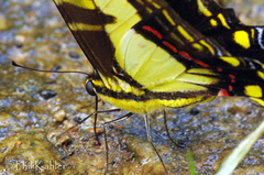 Neographium thyastes