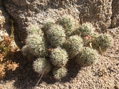 Mammillaria schumannii